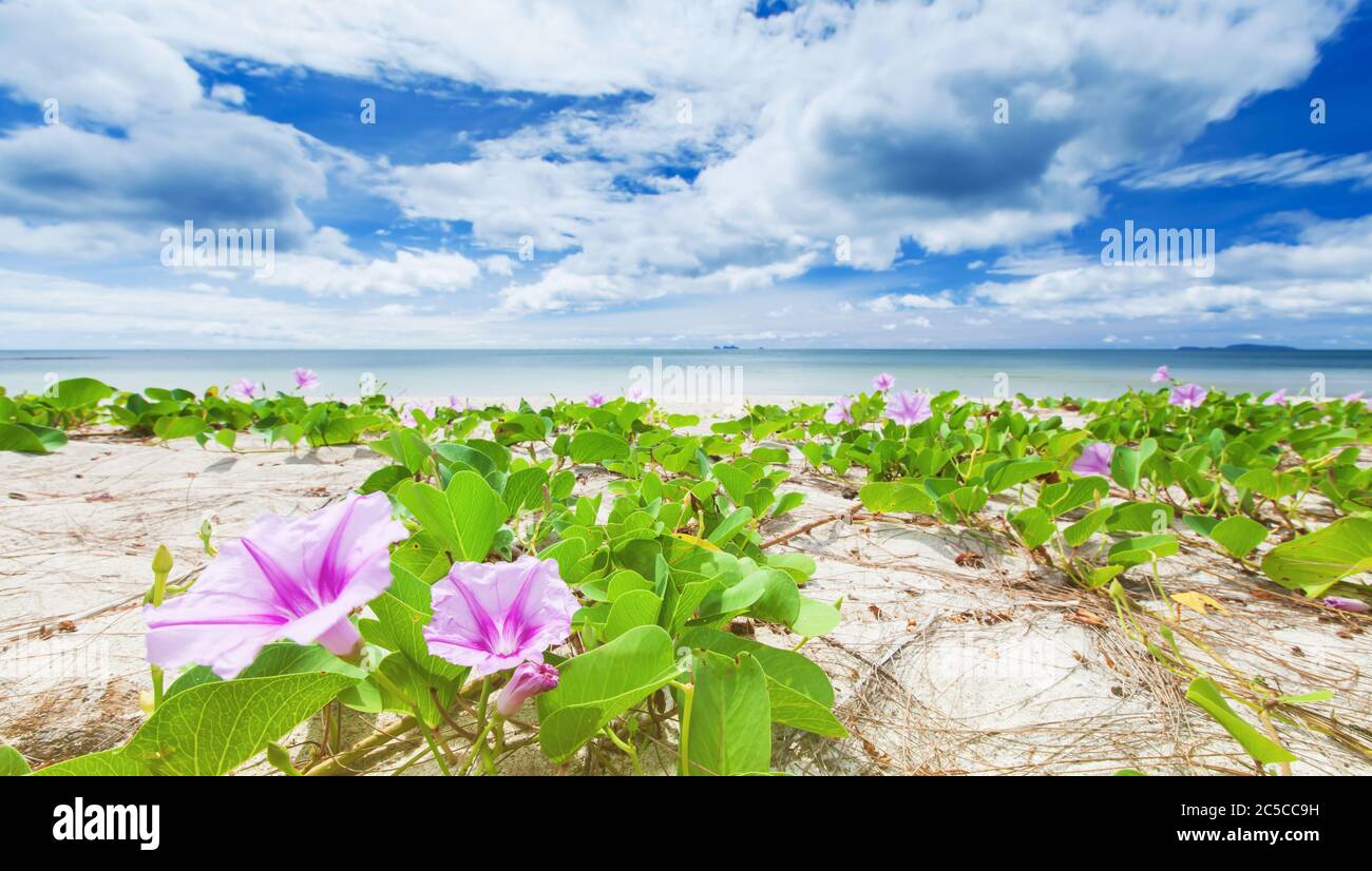 Fioritura mattina fiori di gloria su una spiaggia tropicale in estate soleggiato, nuvole luminose e cielo azzurro negli sfondi. Focus su mattina Glory flower Foto Stock