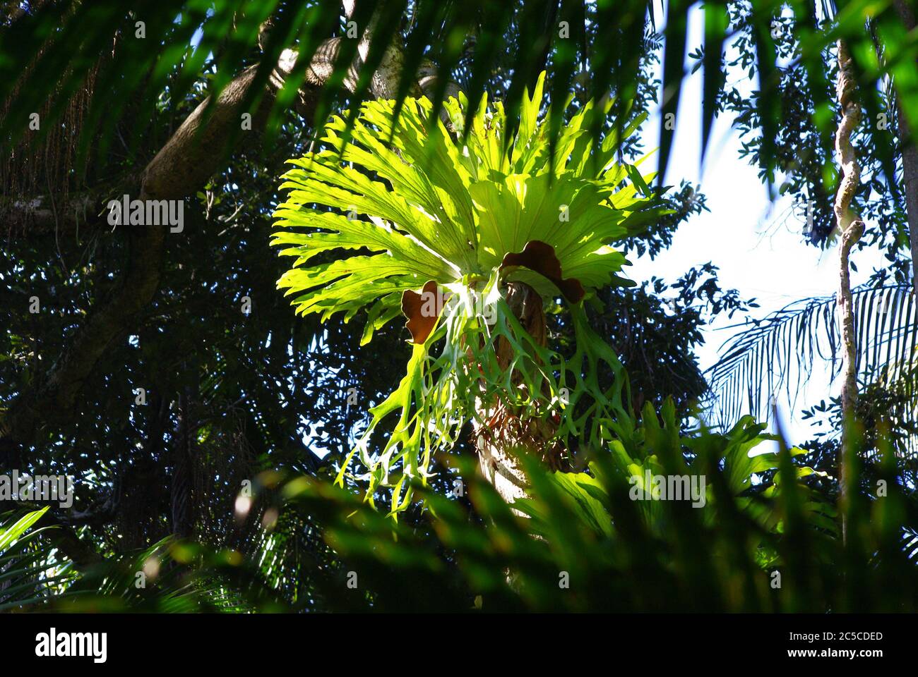 Epifite Elkhorn nella foresta pluviale a Mary Cairncross Reserve Foto Stock