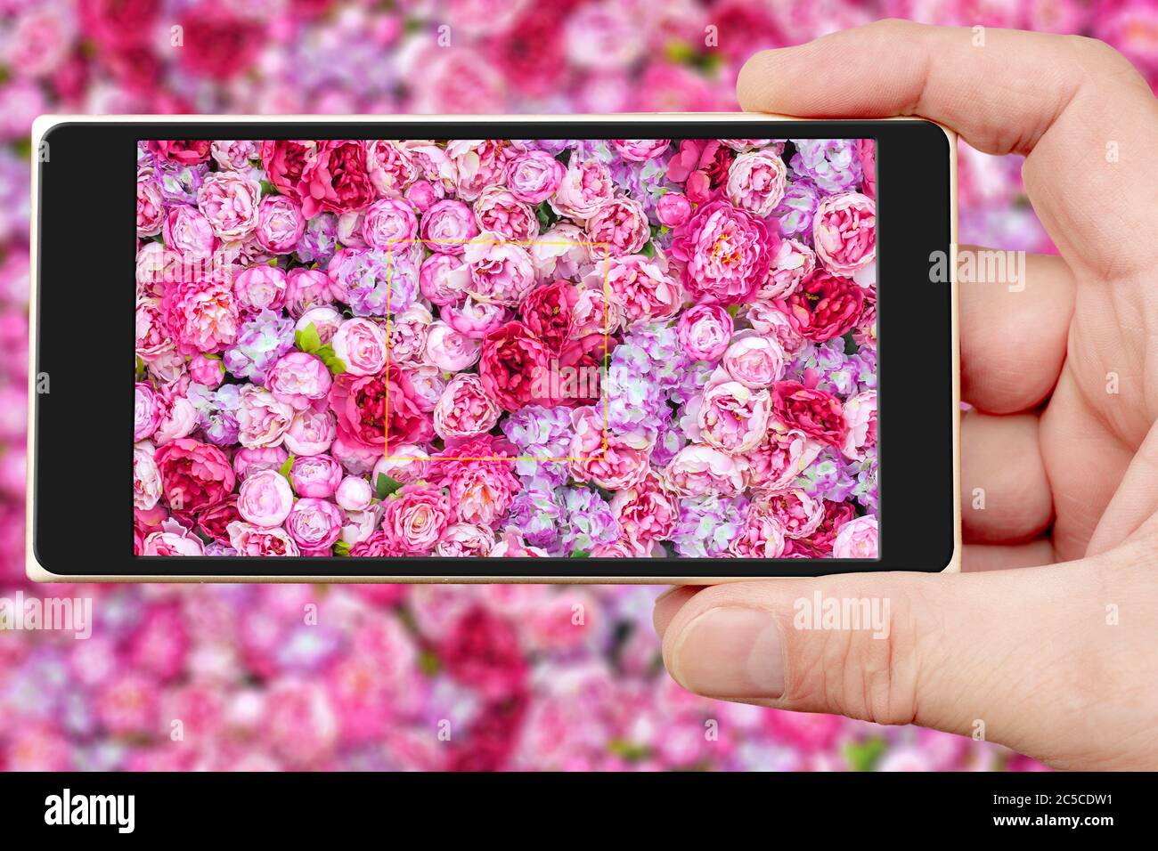 Peonie sullo schermo dello smartphone. Sfondo rosa brillante con un gran numero di gemme. Sfondo di peonie rosse. Foto Stock