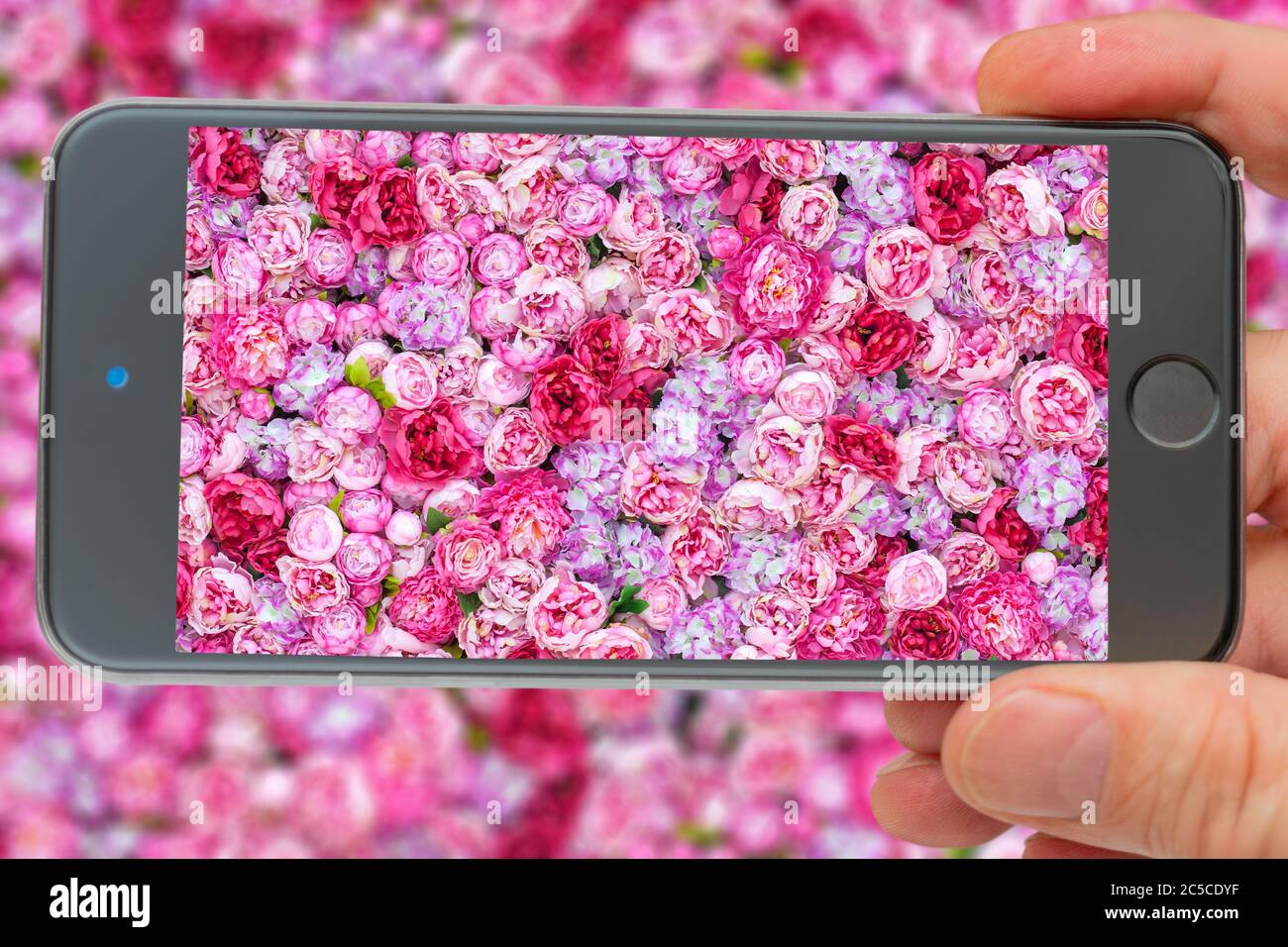 Sfondo rosa brillante con un gran numero di gemme. Sfondo di peonie rosse. Peonie sullo schermo dello smartphone. Foto Stock