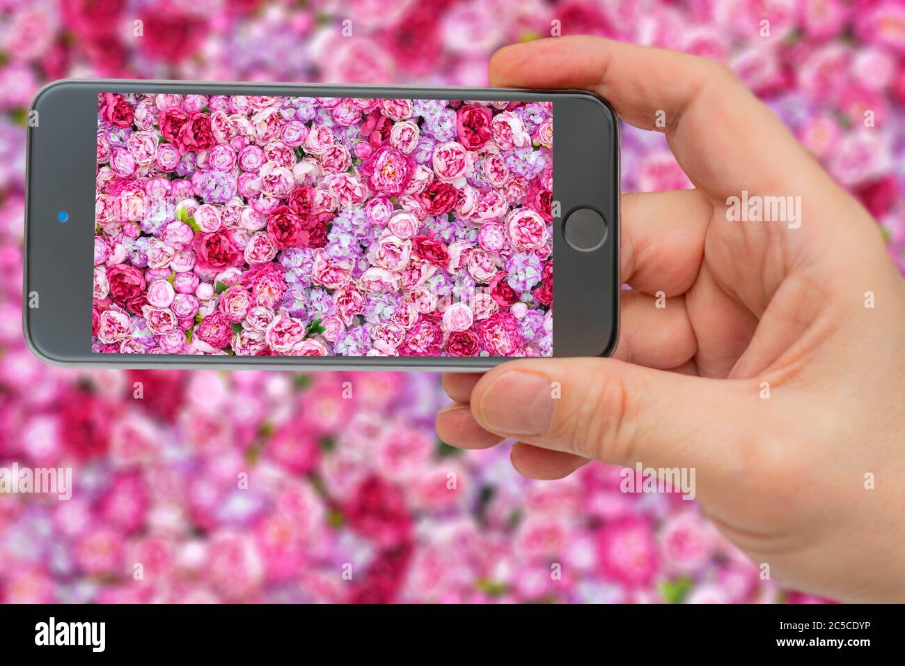 Sfondo rosa brillante con un gran numero di gemme. Sfondo di peonie rosse. Peonie sullo schermo dello smartphone. Foto Stock