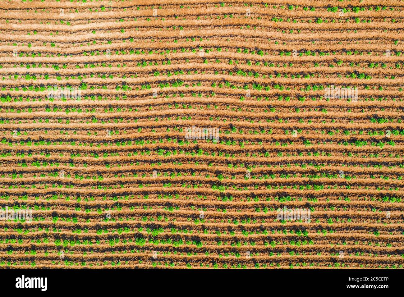 La struttura delle file di piantare piante agricole vista dall'alto Foto Stock