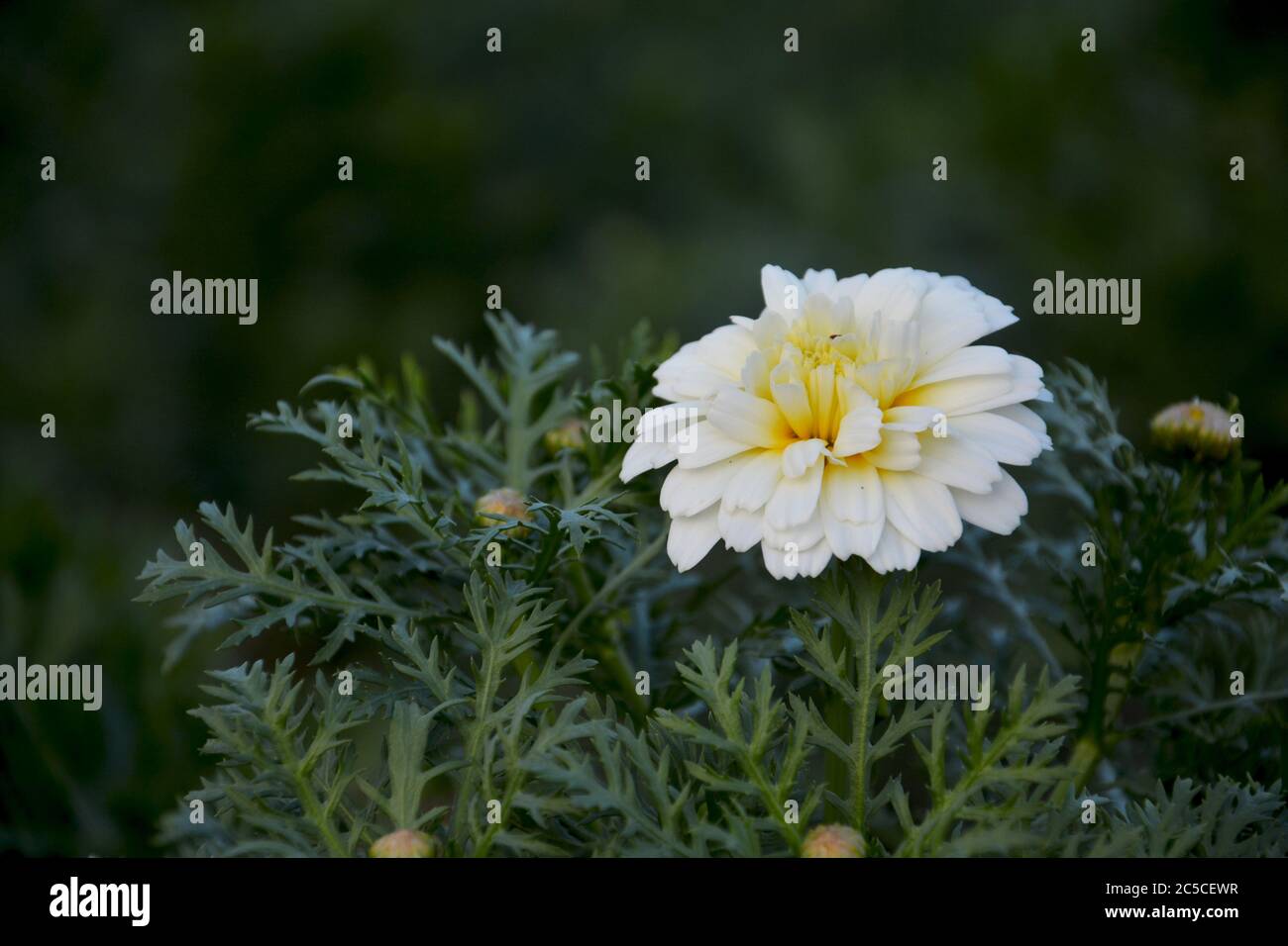 Primo piano di alcuni molto bello bianco indiano con fiori di marigold di colore giallo e foglie in fiore, messa a fuoco selettiva Foto Stock