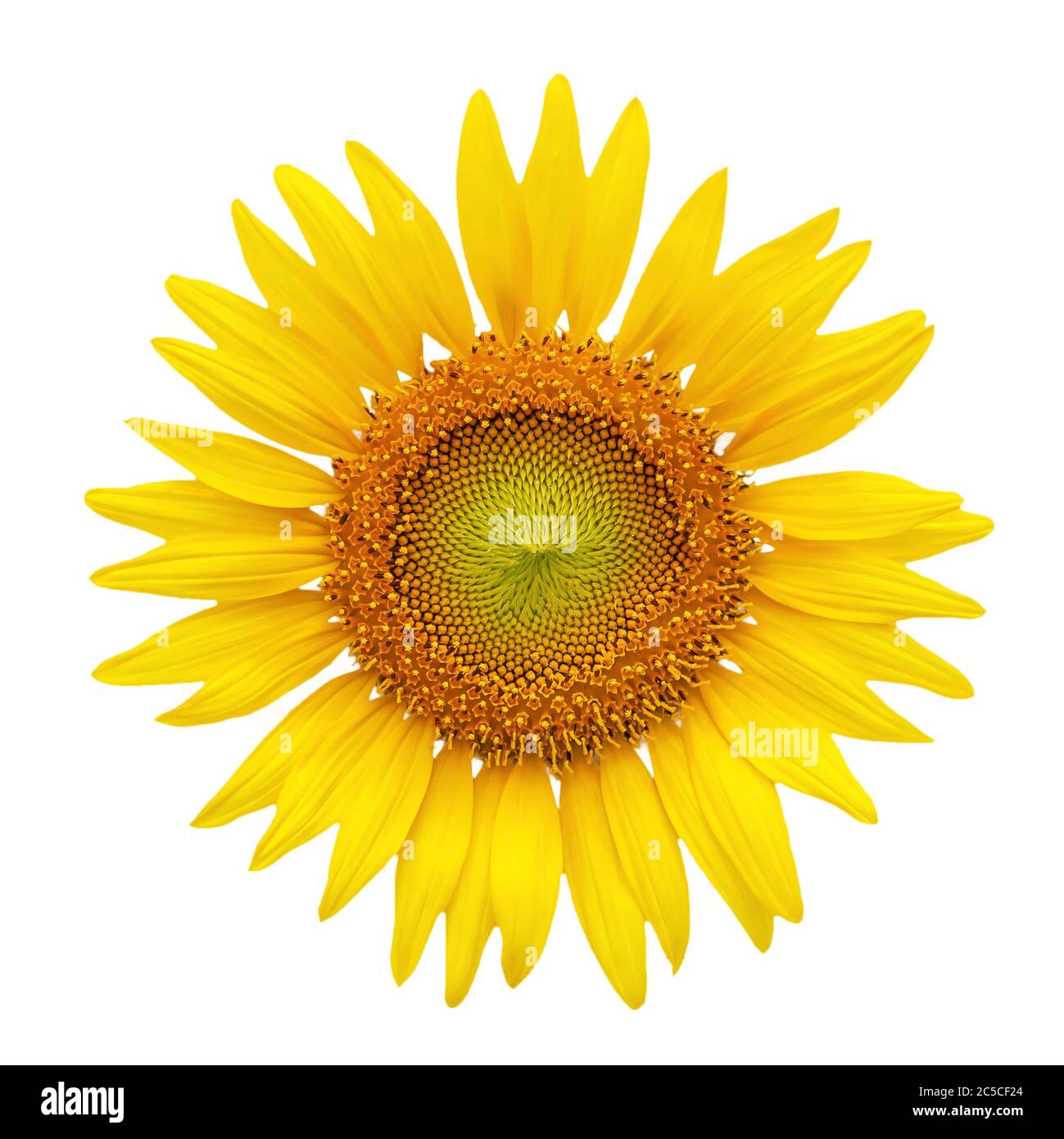 Girasole in fiore isolato su sfondo bianco con tracciato di ritaglio. Foto Stock