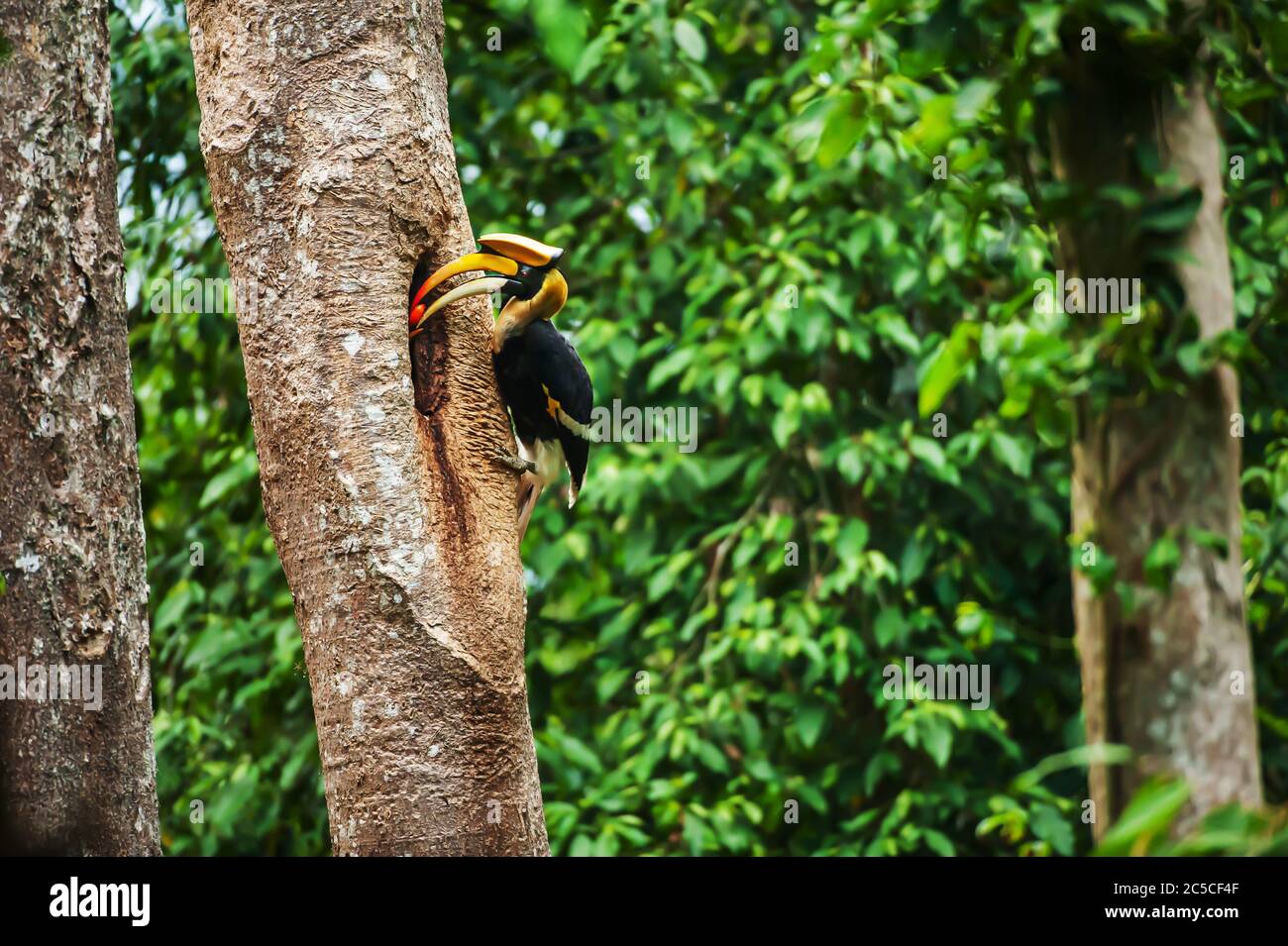 Maschio Grande Hornbill che alimenta la femmina al nido nella cavità di un grande tronco di albero. Parco nazionale di Khao Yai, patrimonio dell'umanità dell'UNESCO. Thailandia. Foto Stock