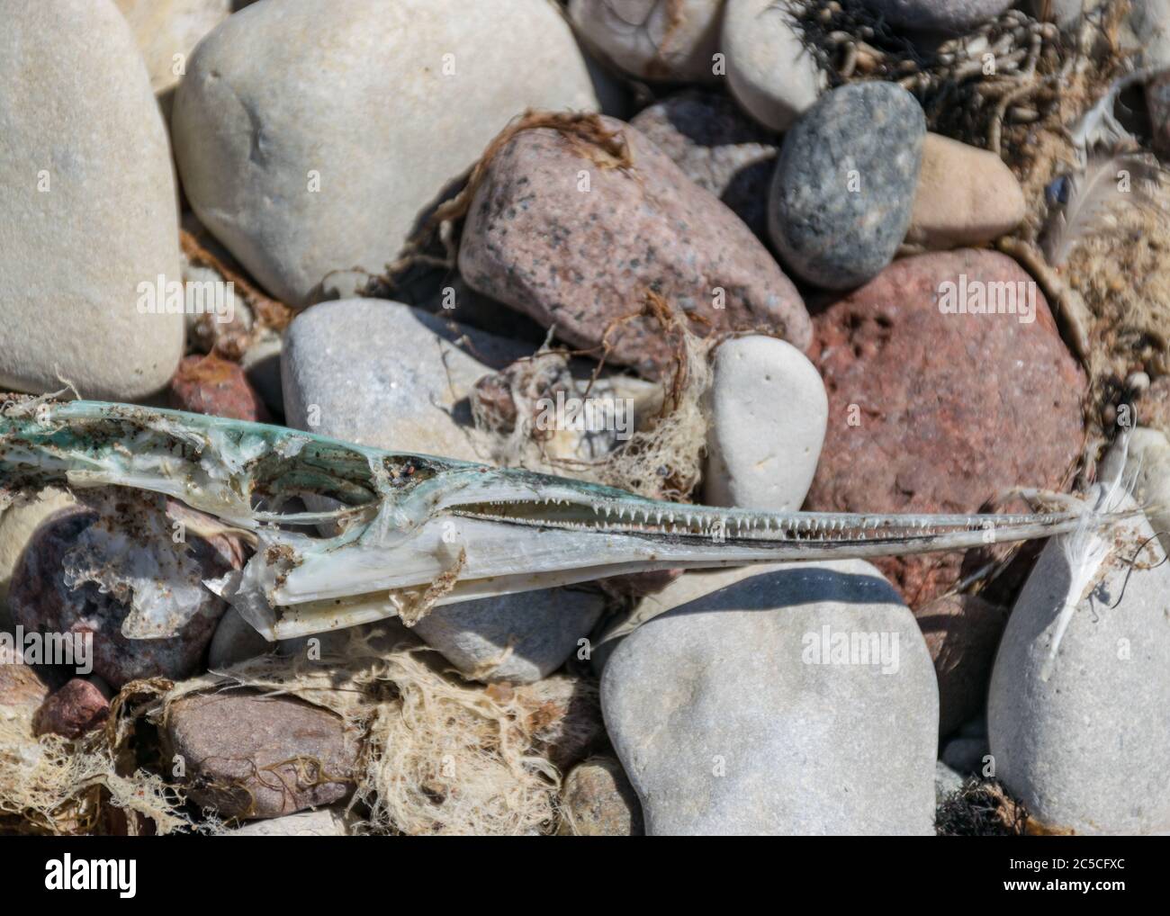 Foto con frammenti di scheletro di pesci morti su uno sfondo di ghiaia, costa del Mar Baltico, Estonia Foto Stock