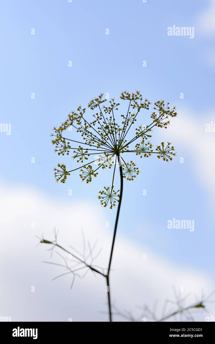 fiore aneto fiorito -giardinaggio crescente cibo sano fresco Foto Stock