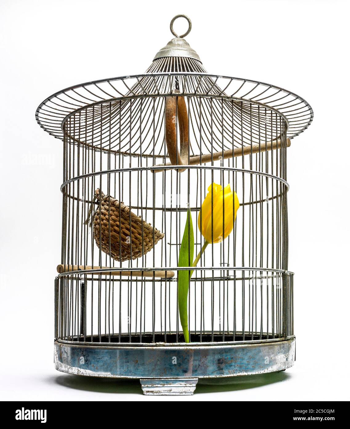 Primo piano di un tulipano giallo in una gabbia di uccelli, studio shot, concetto di prigione Foto Stock