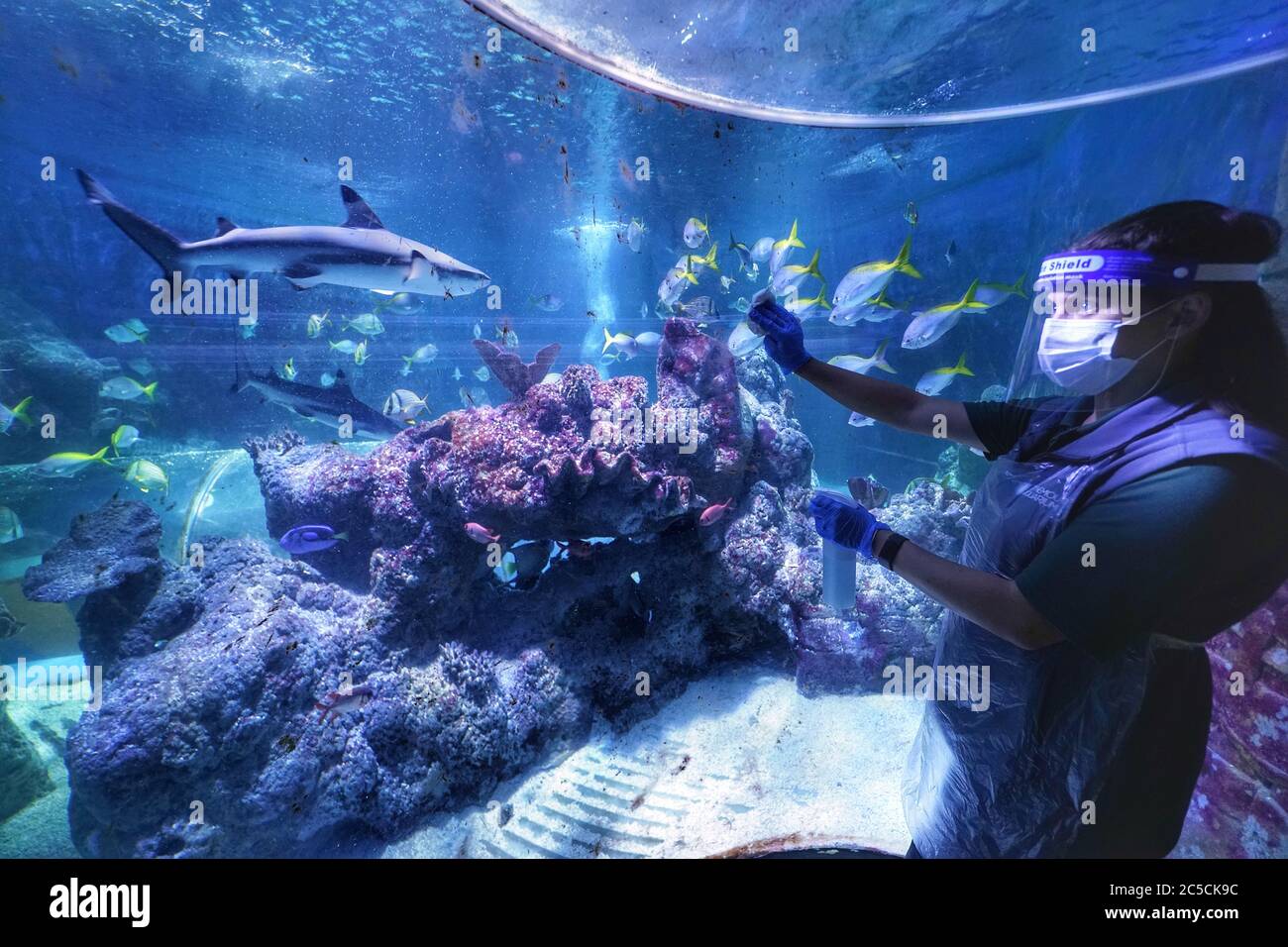 Susie Lovvick-Earle, un membro del personale del Tynemouth Aquarium a North Shields, indossa i dispositivi di protezione individuale (PPE) per pulire le finestre del serbatoio dell'oceano mentre si prepara ad aprire il sabato dopo ulteriori restrizioni di blocco del coronavirus sono state revocate in Inghilterra. Foto Stock