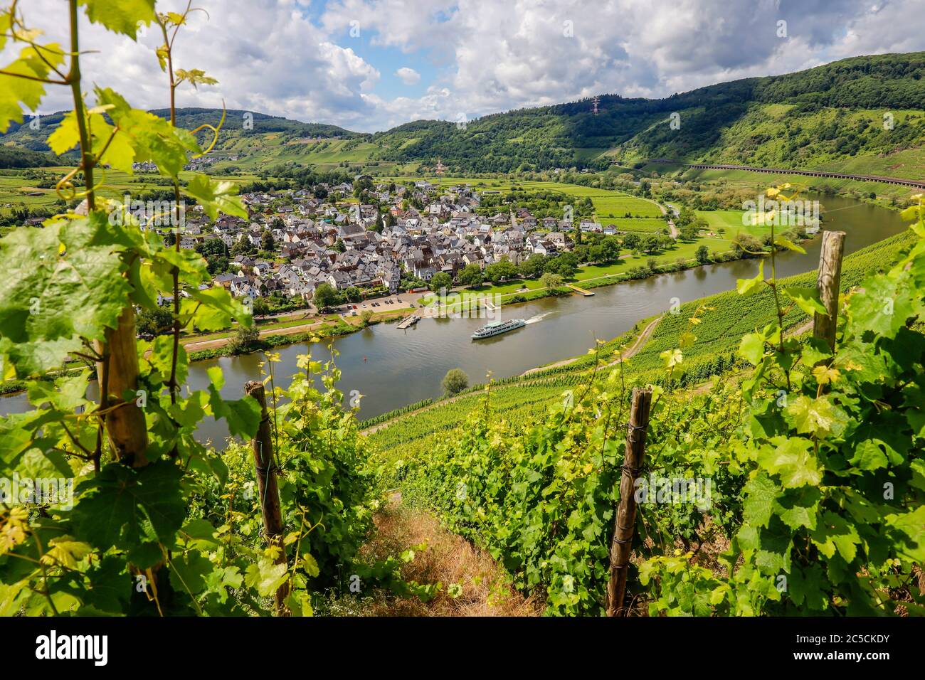 PŸnderich, Renania-Palatinato, Germania - vigneti sulla Mosella. PŸnderich, Rheinland-Pfalz, Deutschland - Weinberge an der Mosel. Foto Stock