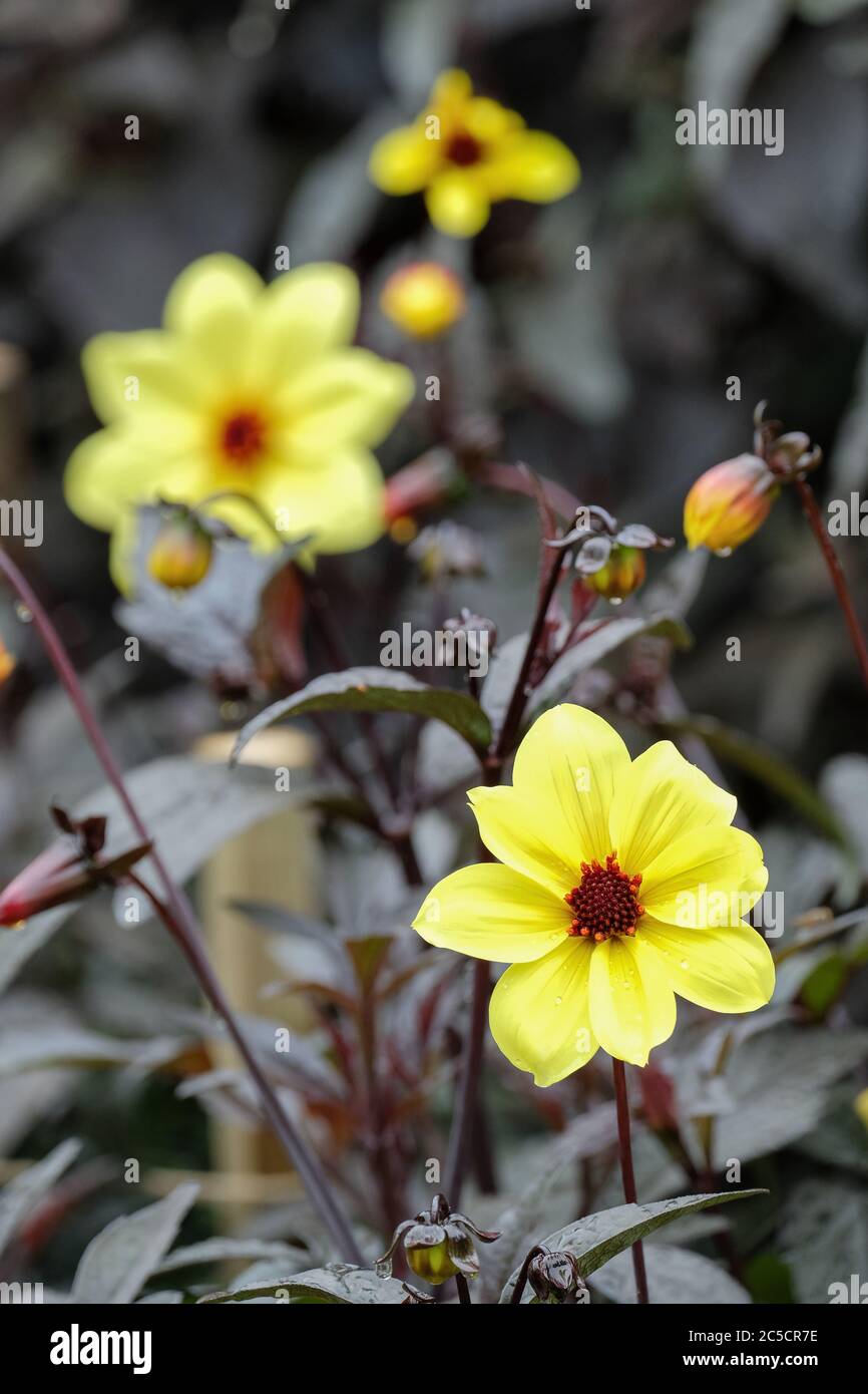 Fiori gialli singoli con centri arancioni di Dahlia Knockout, conosciuto anche come Dahlia Mystic Sun e Dahlia Mystic Illusion Foto Stock