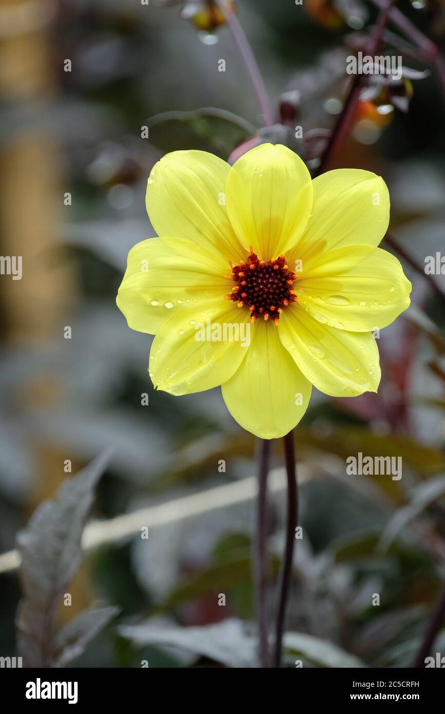 Fiori gialli singoli con centri arancioni di Dahlia Knockout, conosciuto anche come Dahlia Mystic Sun e Dahlia Mystic Illusion Foto Stock