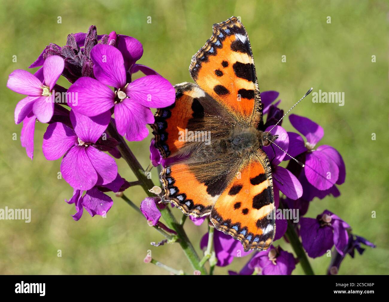 La piccola tartaruga (Aglais urticae) è una farfalla eurasiatica colorata della famiglia dei Nymphalidae, che si trova qui su un fiore in un giardino inglese. Foto Stock