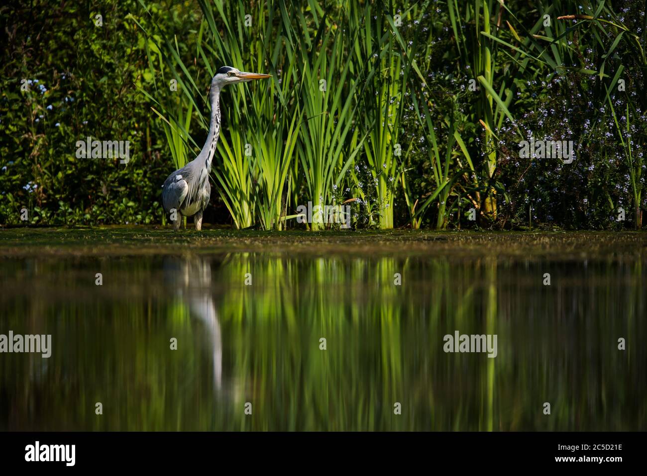 Gray Heron mentre la caccia per il pesce in acqua. Il suo nome latino è Ardea cinerea. Foto Stock