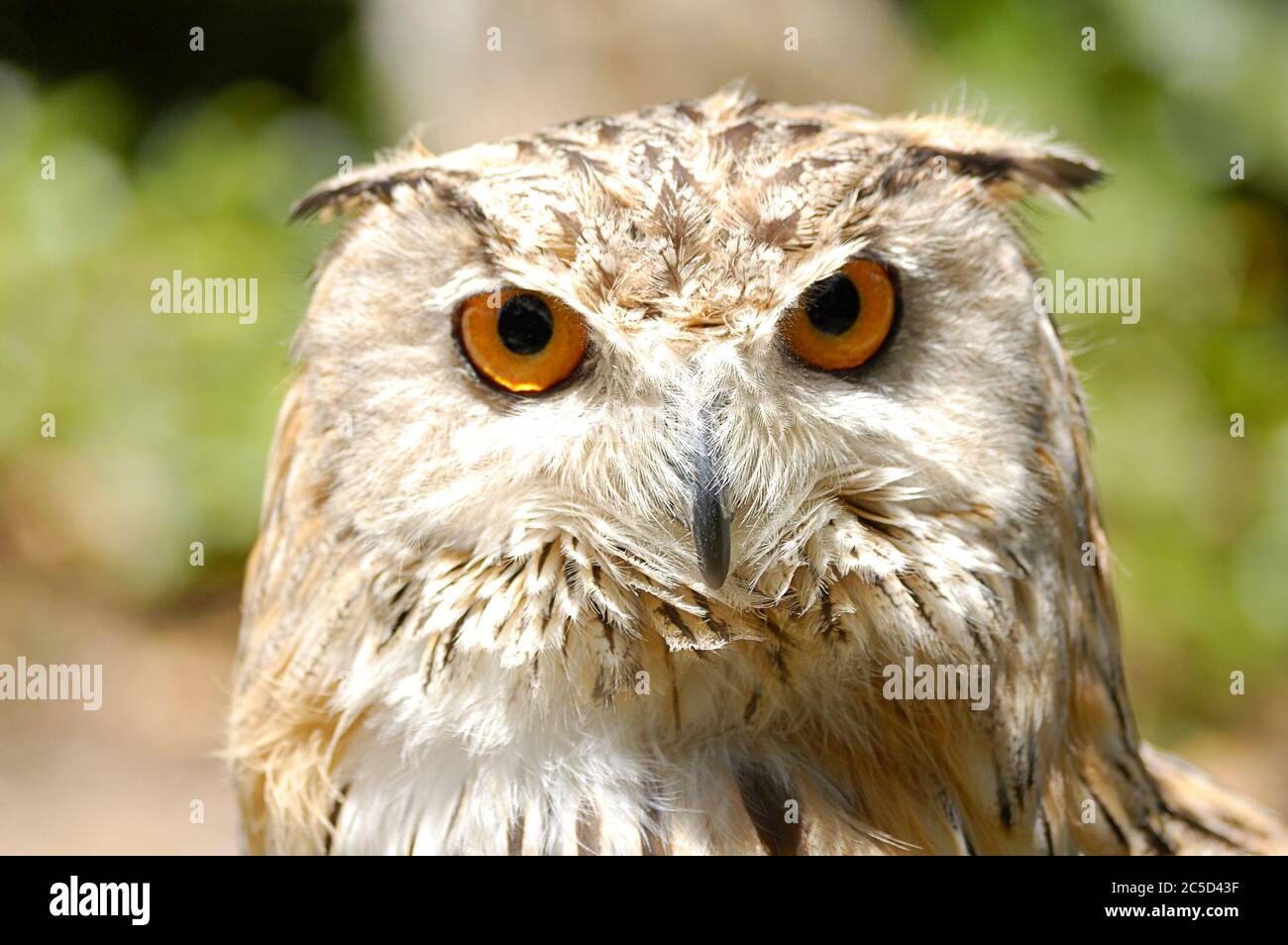 Corpo superiore di un gufo reale (bubo bubo) in cattività Foto Stock