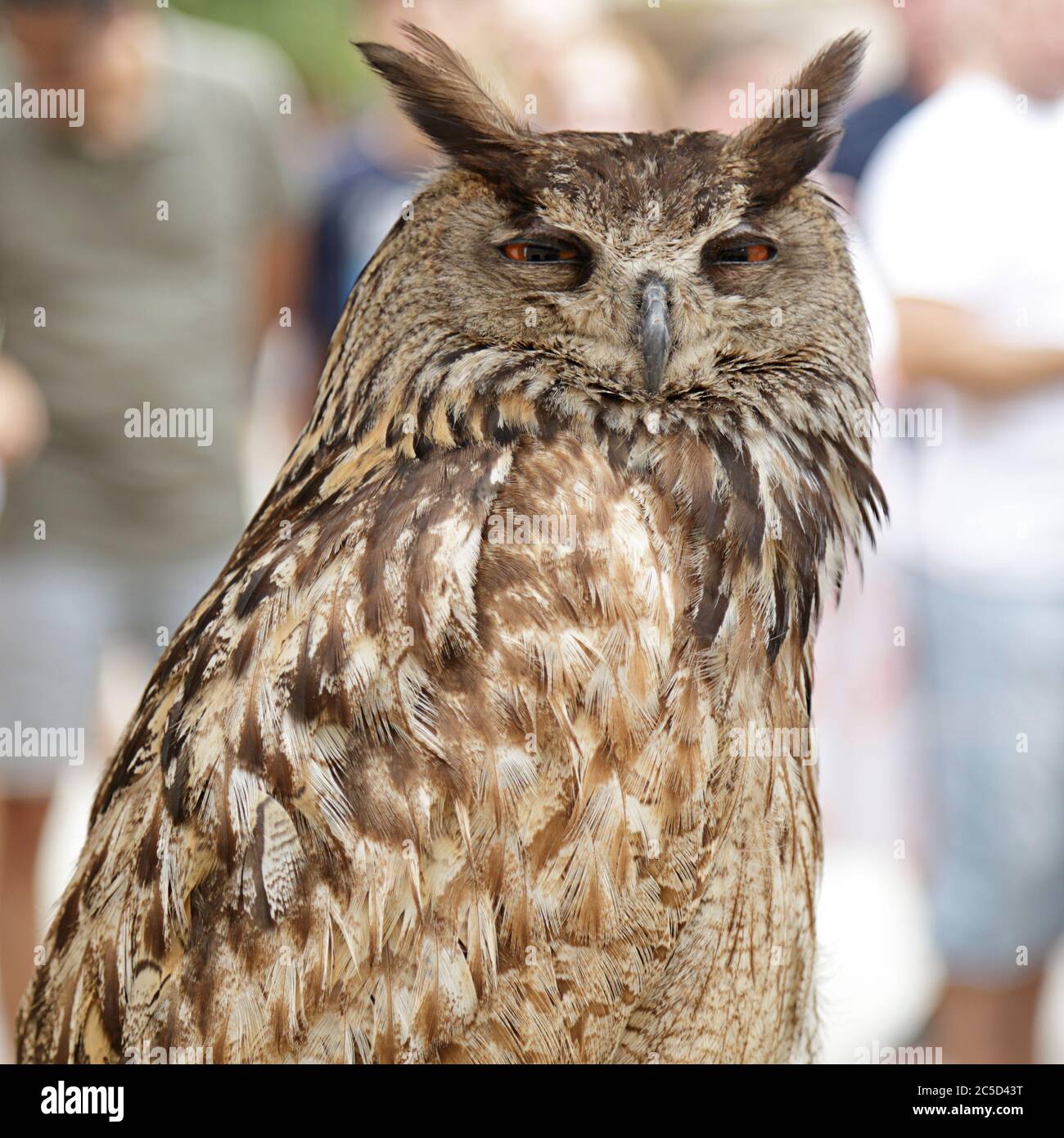 Corpo superiore di un gufo reale (bubo bubo) Foto Stock