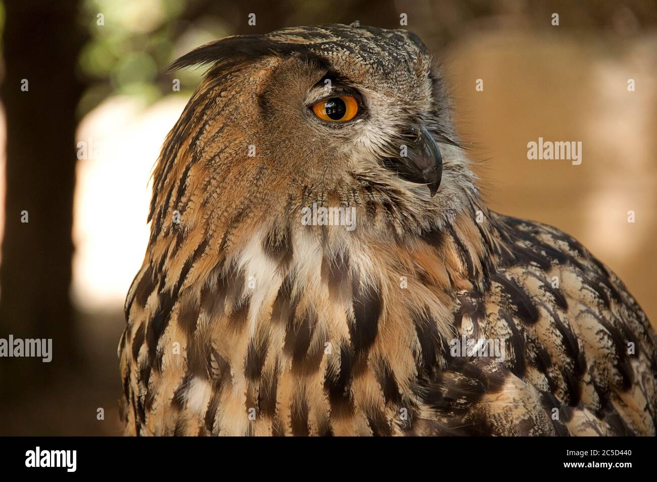 Corpo superiore di un gufo reale (bubo bubo) in cattività Foto Stock