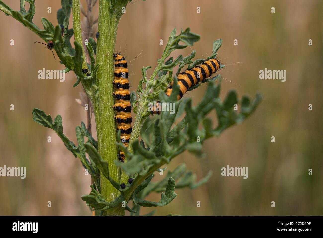 Il bruco della farfalla Cinnabar è chiamato zebra caterpillar Foto Stock