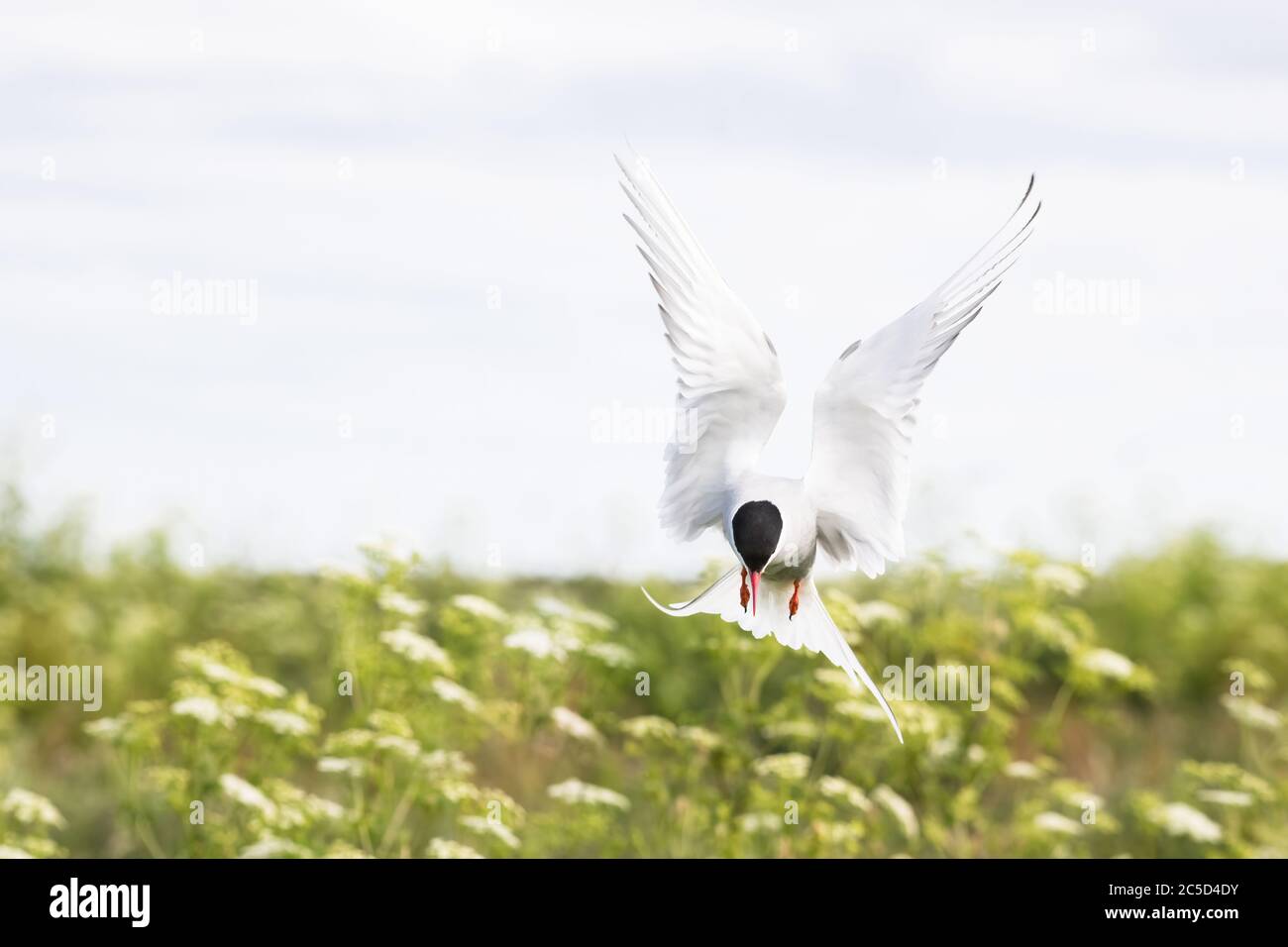 Ritratto di una Terna artica in volo sulle Isole Farne Northumberland Foto Stock