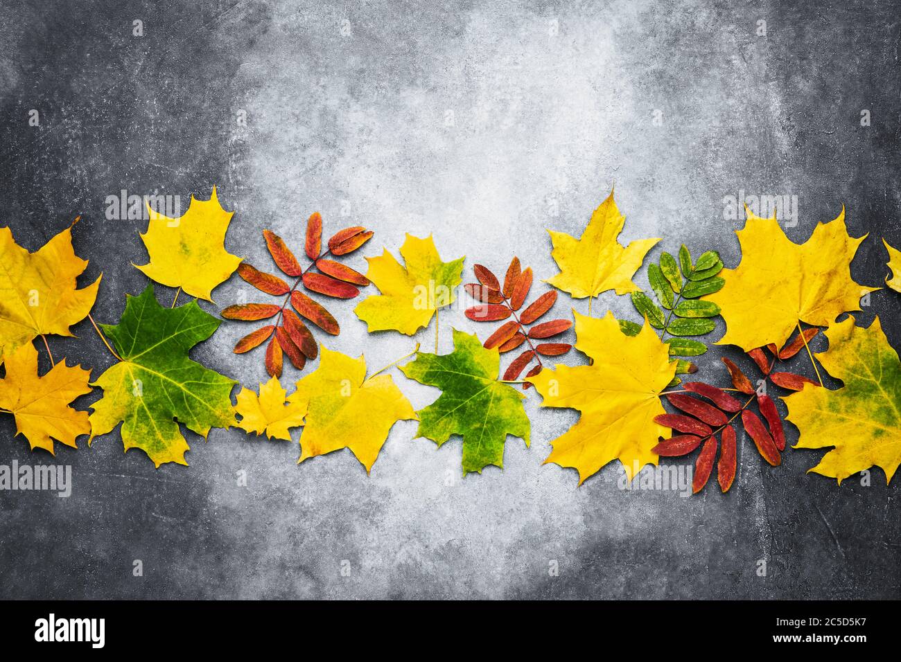 Composizione autunnale. Bordo in foglie gialle e rosse su sfondo grigio. Concetto di giorno di ringraziamento, autunno e autunno. Disposizione piatta, spazio di copia per il testo Foto Stock