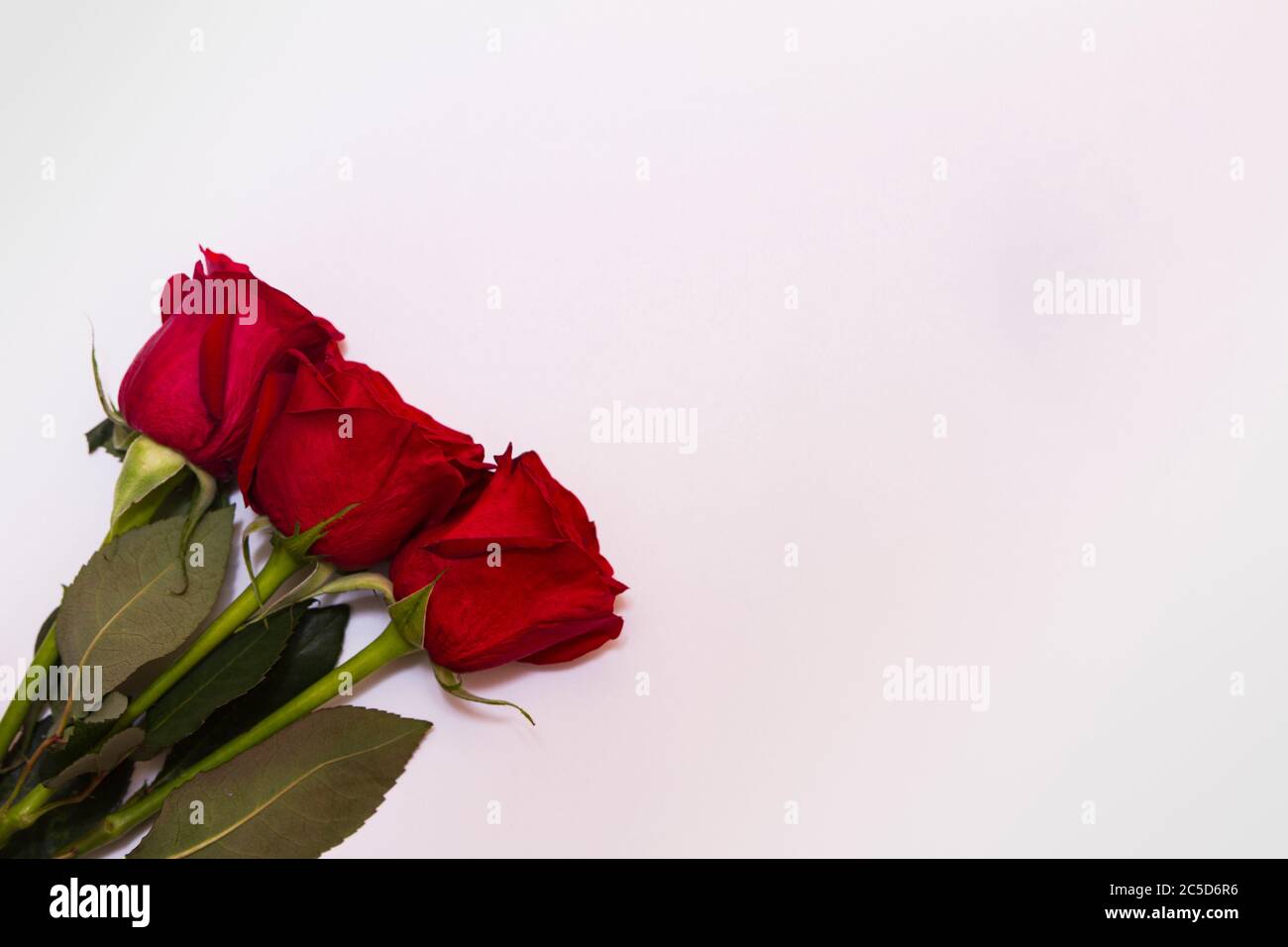 Tre rose rosse su sfondo bianco con spazio per la copia. Foto Stock