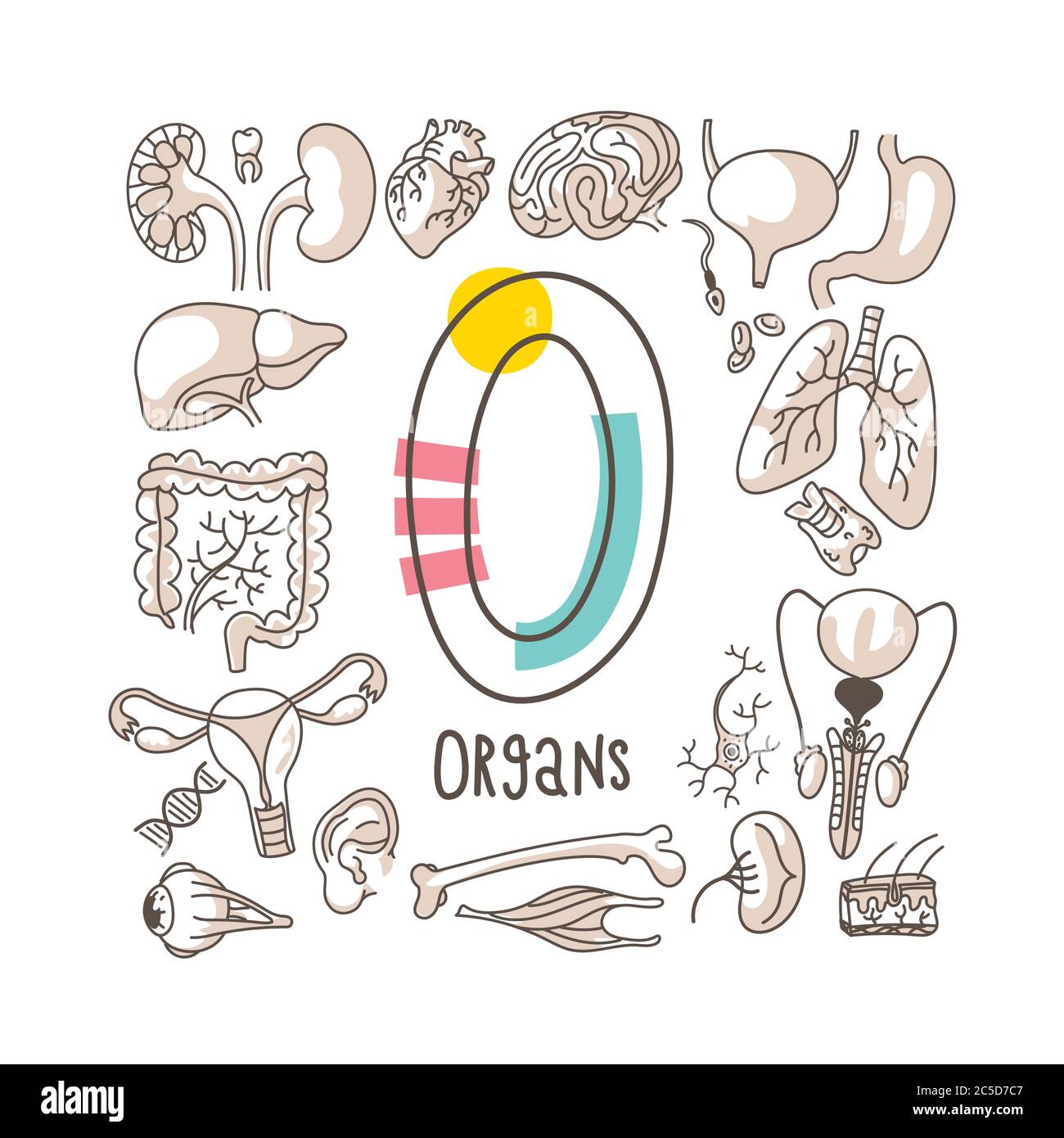 Lettera o - organi, serie di alfabeti carini in stile doodle, illustrazione vettoriale Illustrazione Vettoriale