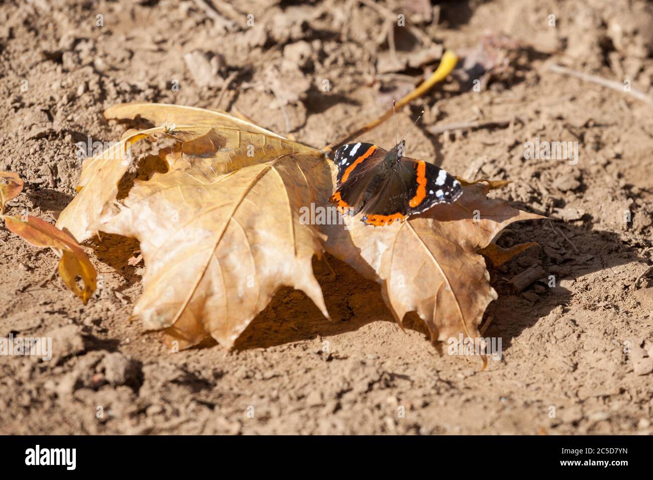 Farfalla rossa ammiraglio poggiata su una foglia marrone in autunno in una foresta d'Europa. Anche chiamato Vanessa Atalanta, è una farfalla molto comune in tempera Foto Stock