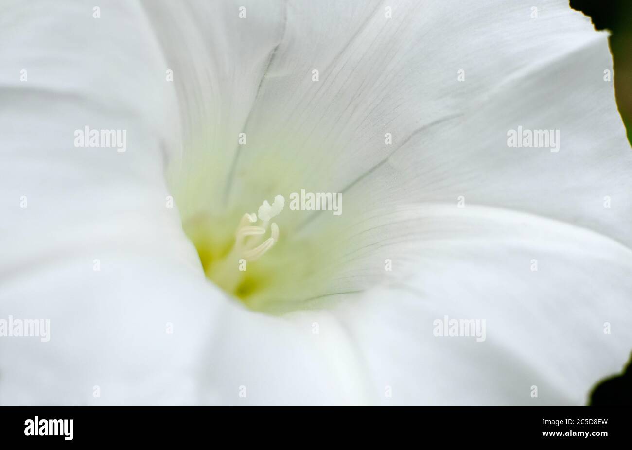 campo bindweed fiori tromba bianca, norfolk, inghilterra Foto Stock