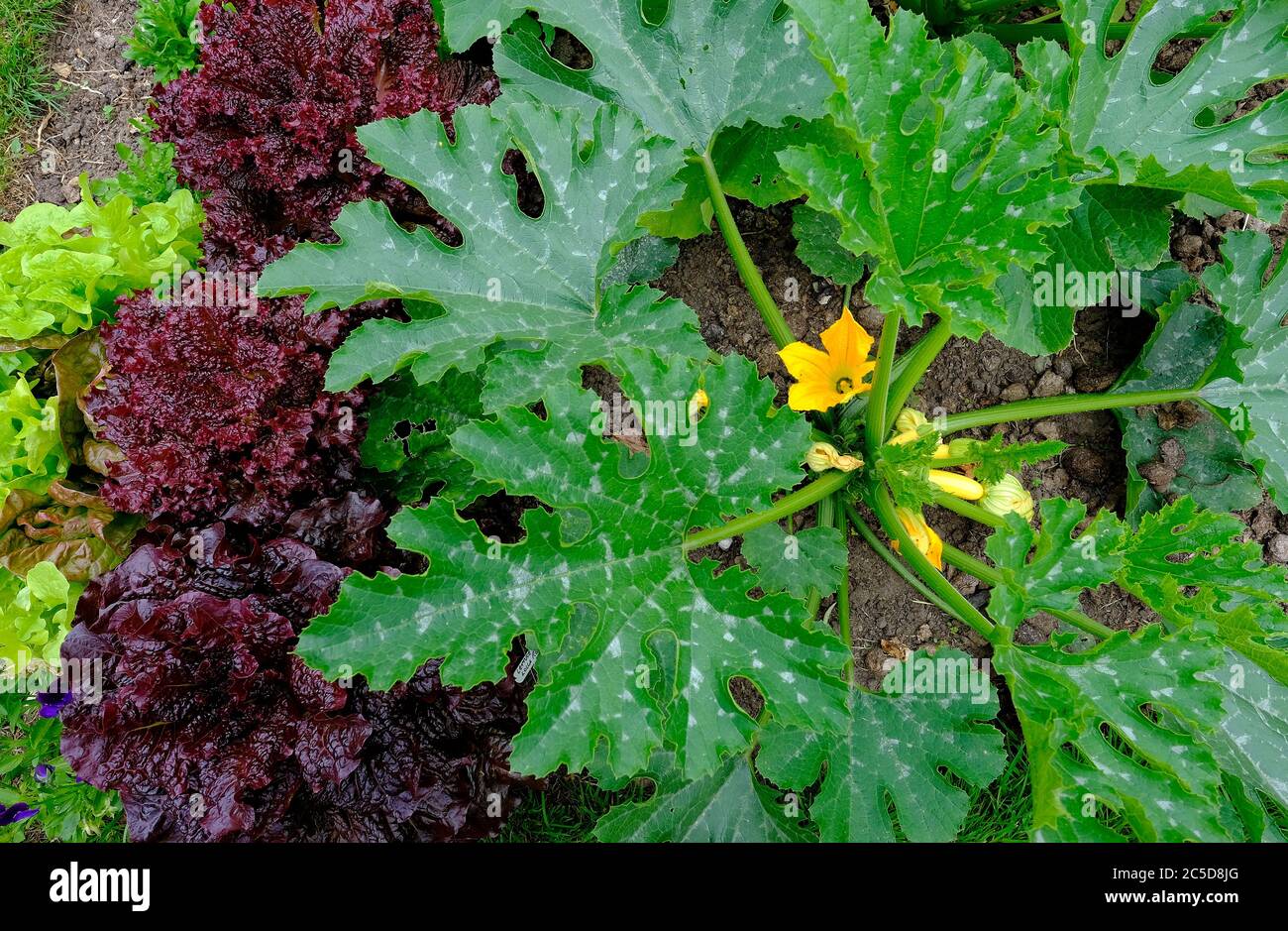 piante di zucchine fiorite che crescono in orto, norfolk, inghilterra Foto Stock