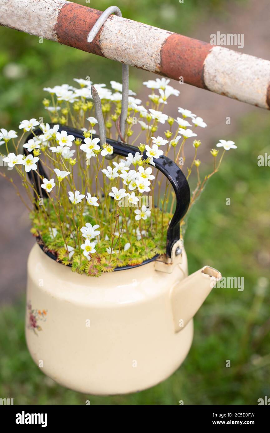 Fiore pianta sassifrage con piccoli fiori bianchi in una vecchia annata teiera beige smaltata all'aperto. Messa a fuoco morbida selettiva. Riutilizzo di cose non necessarie Foto Stock
