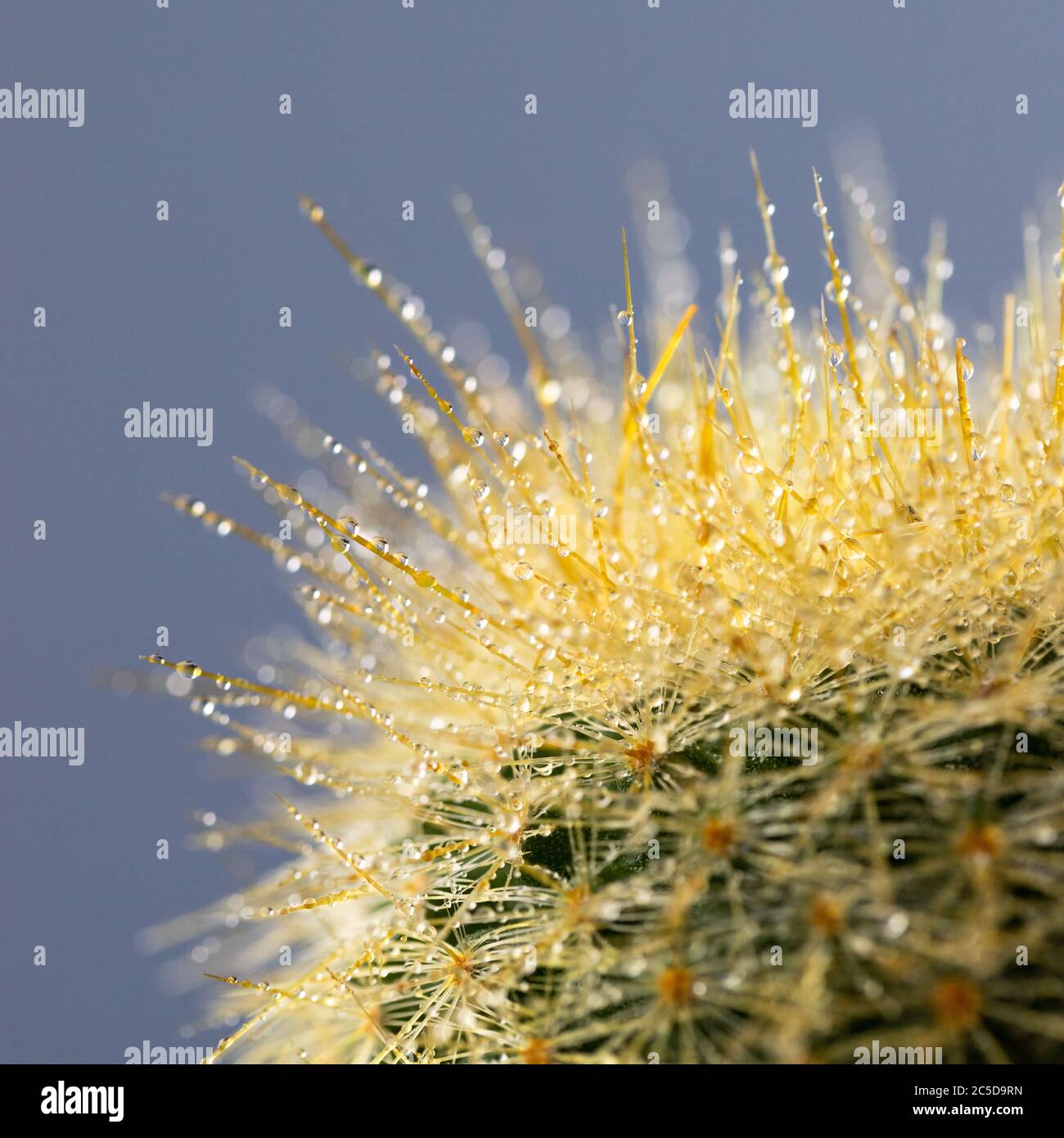 Primo piano del cactus di Mammillaria con goccia d'acqua su sfondo grigio. Foto Stock