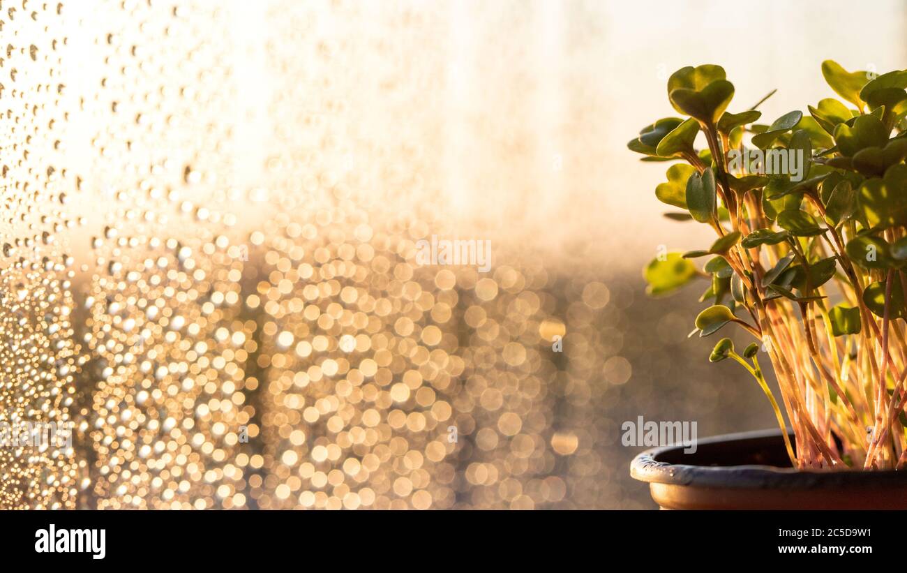 Giovane arugula verde germogli/piantine in vaso di plastica vicino al bicchiere con gocce al tramonto, fuoco morbido selettivo. Giardinaggio, crescendo in hotbed, estate p Foto Stock