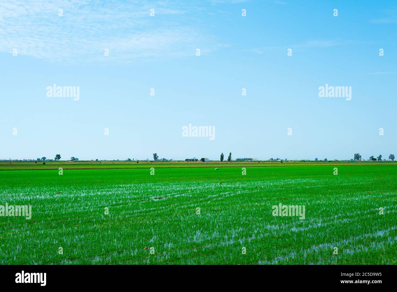 Una vista su un campo di risaie allagato nel delta dell'Ebro a Deltebre, Catalogna, Spagna Foto Stock