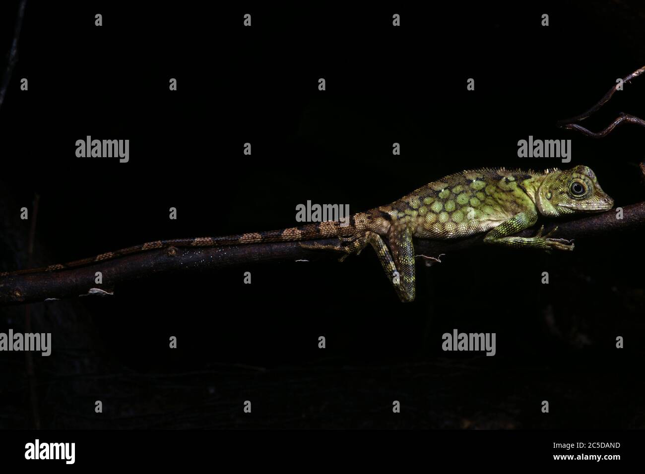 Foresta Borneana Drago o Borneo Anglehead Lizard (Gonocephalus bornensis) Foto Stock