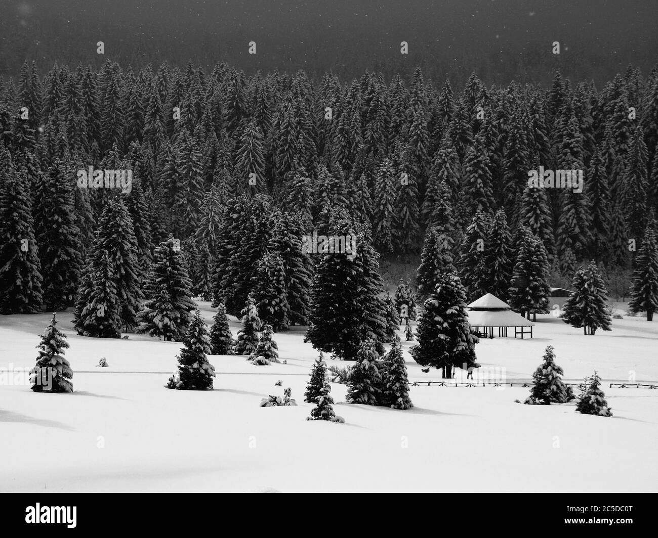 Paesaggio di foresta innevato in bianco e nero Foto Stock