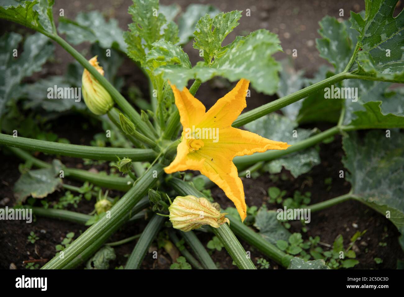 ZUCCHINA Foto Stock