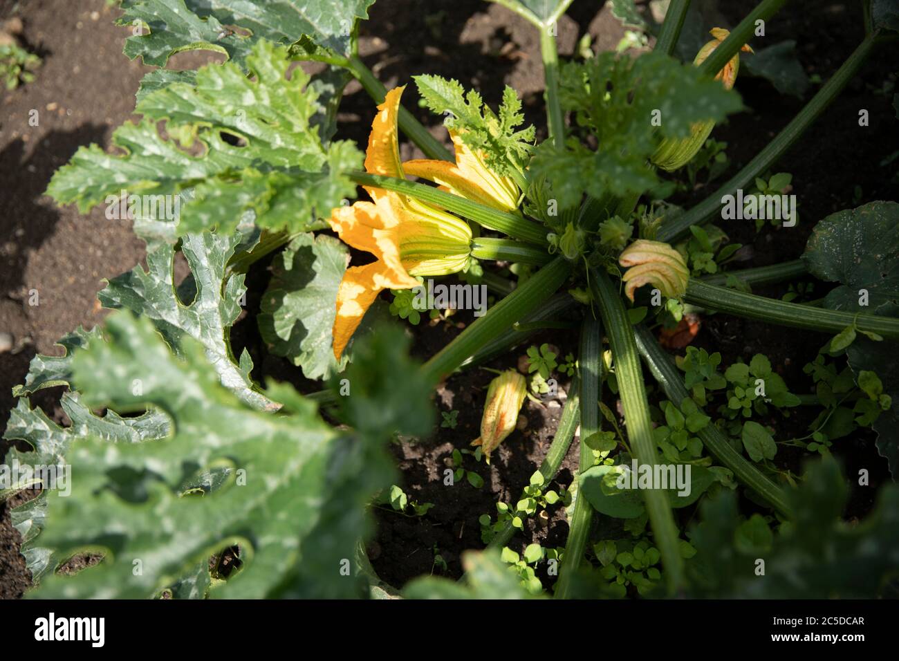 ZUCCHINA Foto Stock