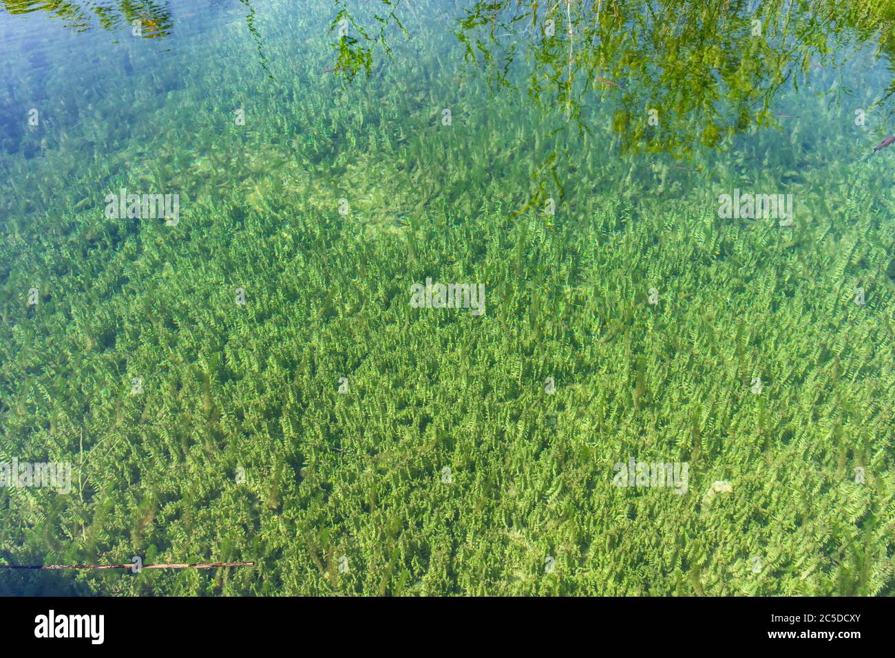 Alghe marine nel fondo del lago di Plitvice, Croazia Foto Stock