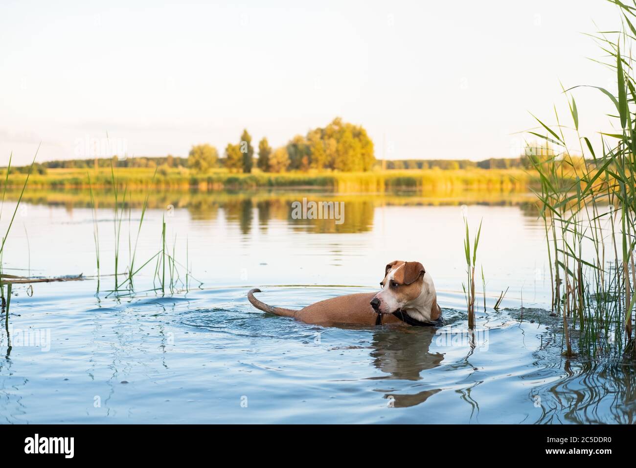 Il cane ama stare nel lago pulito in estate. Animali domestici attivi, cani da nuoto, concetti di attività fisica Foto Stock