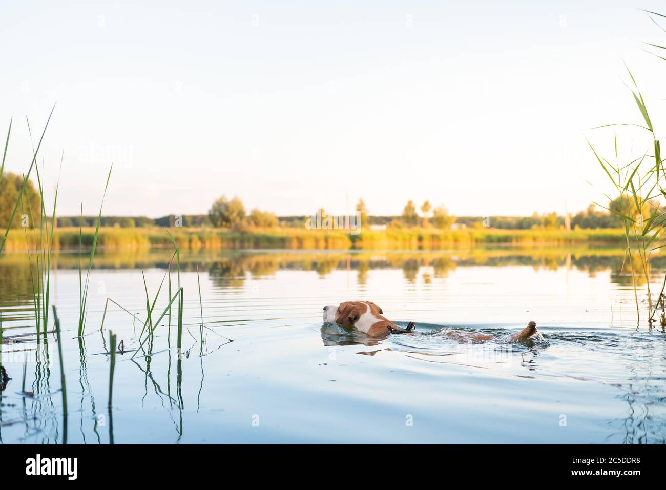 Cane nuoto nel lago in una bella giornata estiva. Animali domestici attivi, attività fisiche, gioco di fetch dal fiume Foto Stock