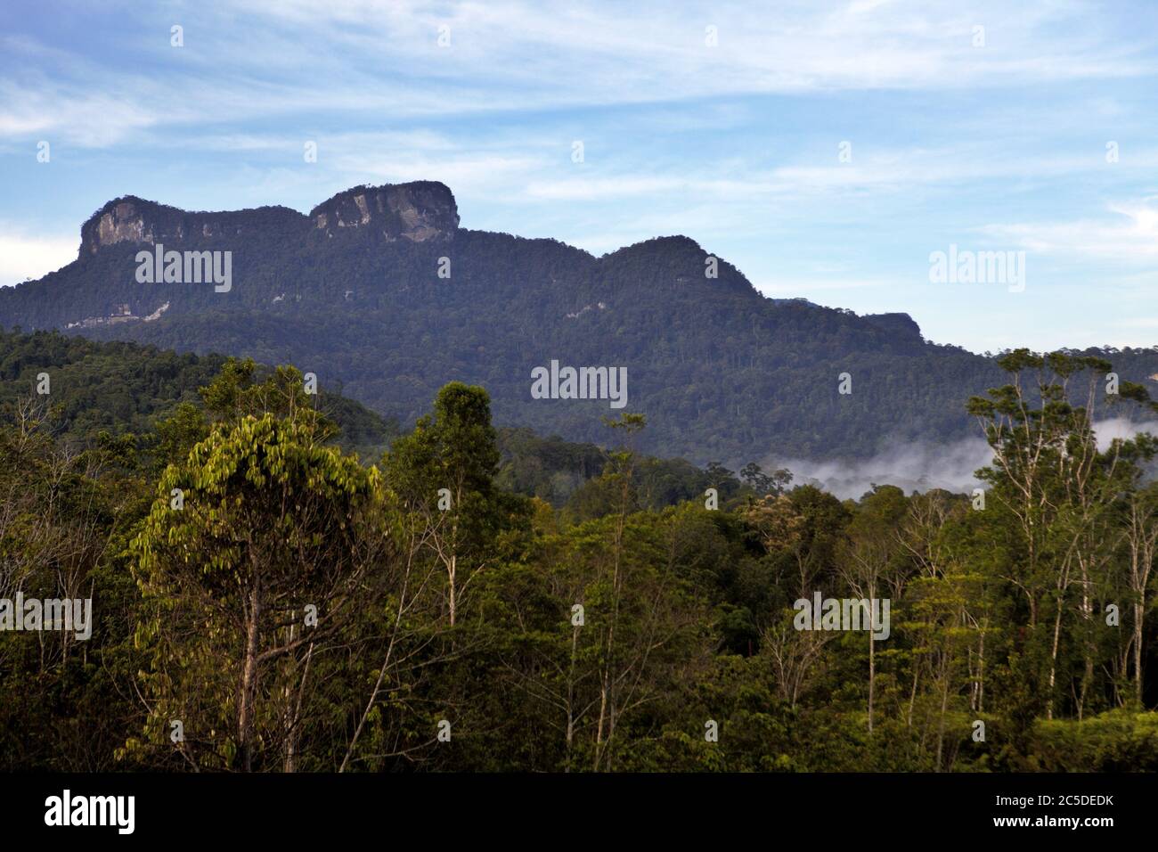 Campo agricolo in uno sfondo di foresta e collina di Amayambit nel villaggio di Nanga Raun, Kalis, Kapuas Hulu, Kalimantan occidentale, Indonesia. Foto Stock