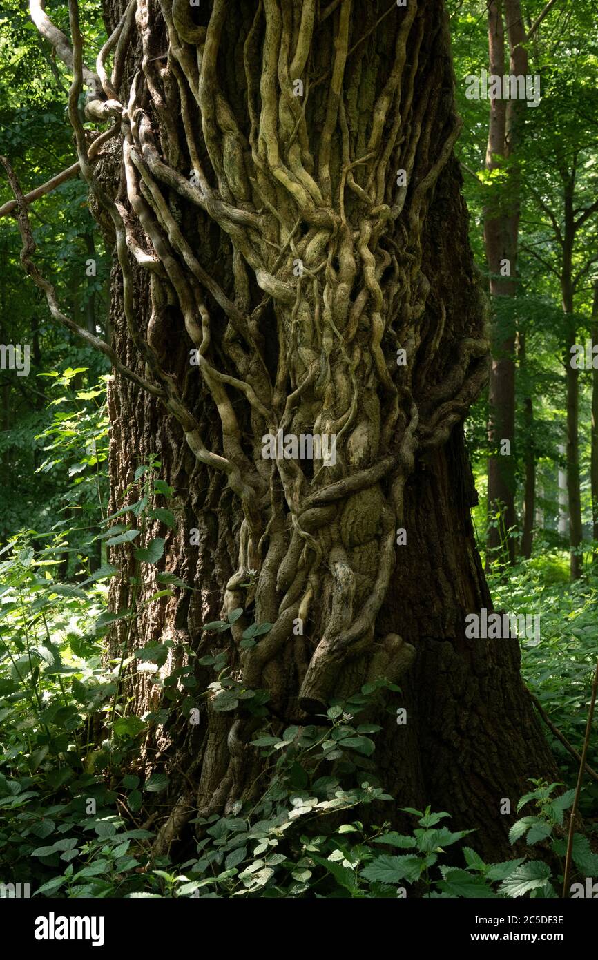 Ben stabilito comune inglese edera soffocando un albero di quercia che è stato tagliato alla base per prevenire ulteriore crescita Foto Stock