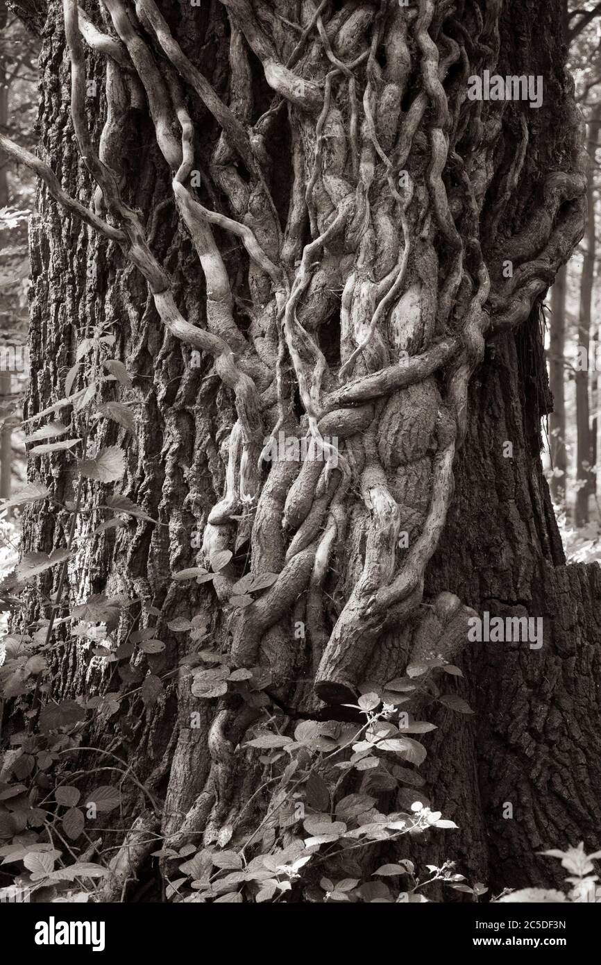 Comune edera inglese soffocando un albero di quercia che è stato tagliato alla base per impedire ulteriore crescita in monocromia Foto Stock