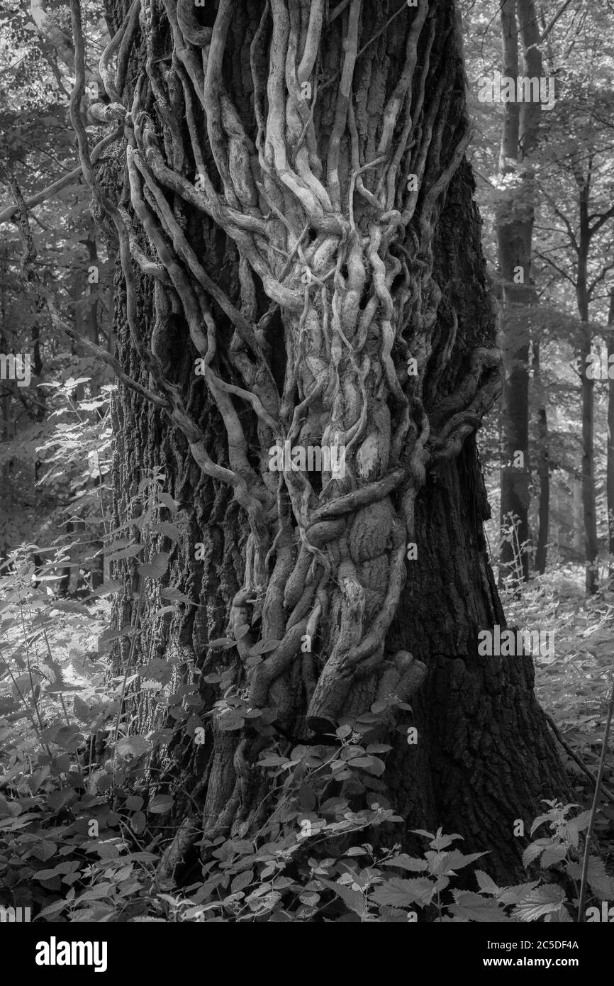 Comune edera inglese soffocando un albero di quercia che è stato tagliato alla base per impedire ulteriore crescita in monocromia Foto Stock