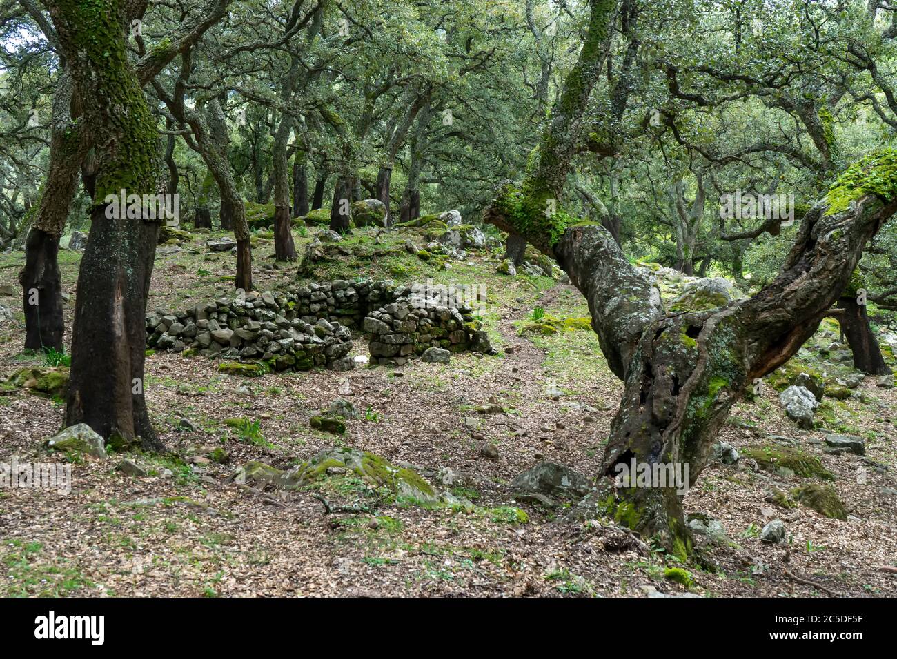 Jurassic Forest all interno del parco naturale di Alcornocales, Andalusia Foto Stock