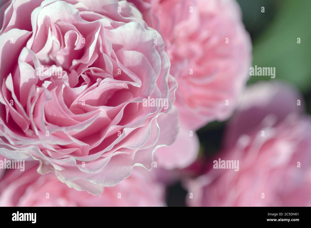 rosa rose in pietra per un design floreale estivo Foto Stock