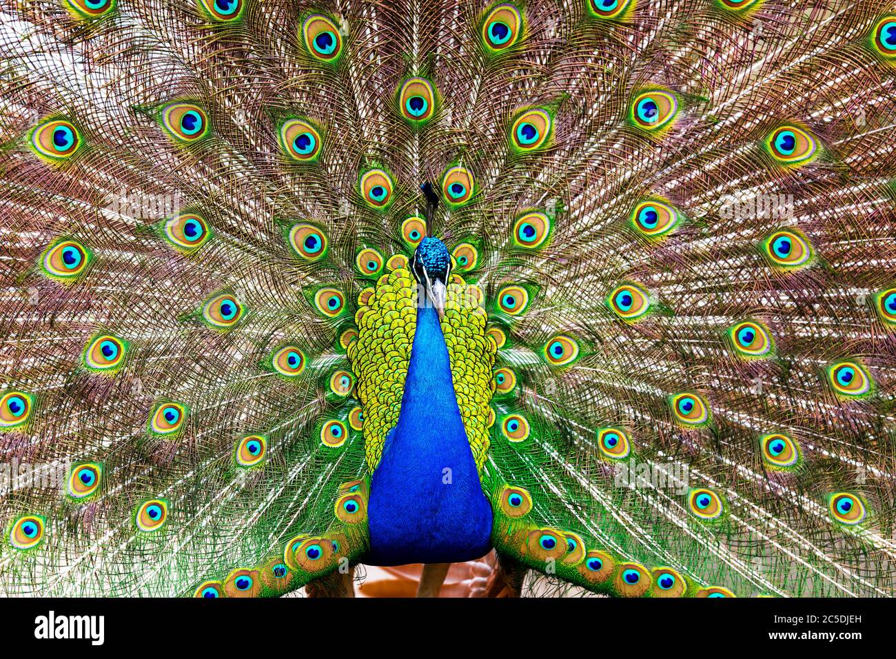 Blauer Pfau während der Balz. Foto Stock