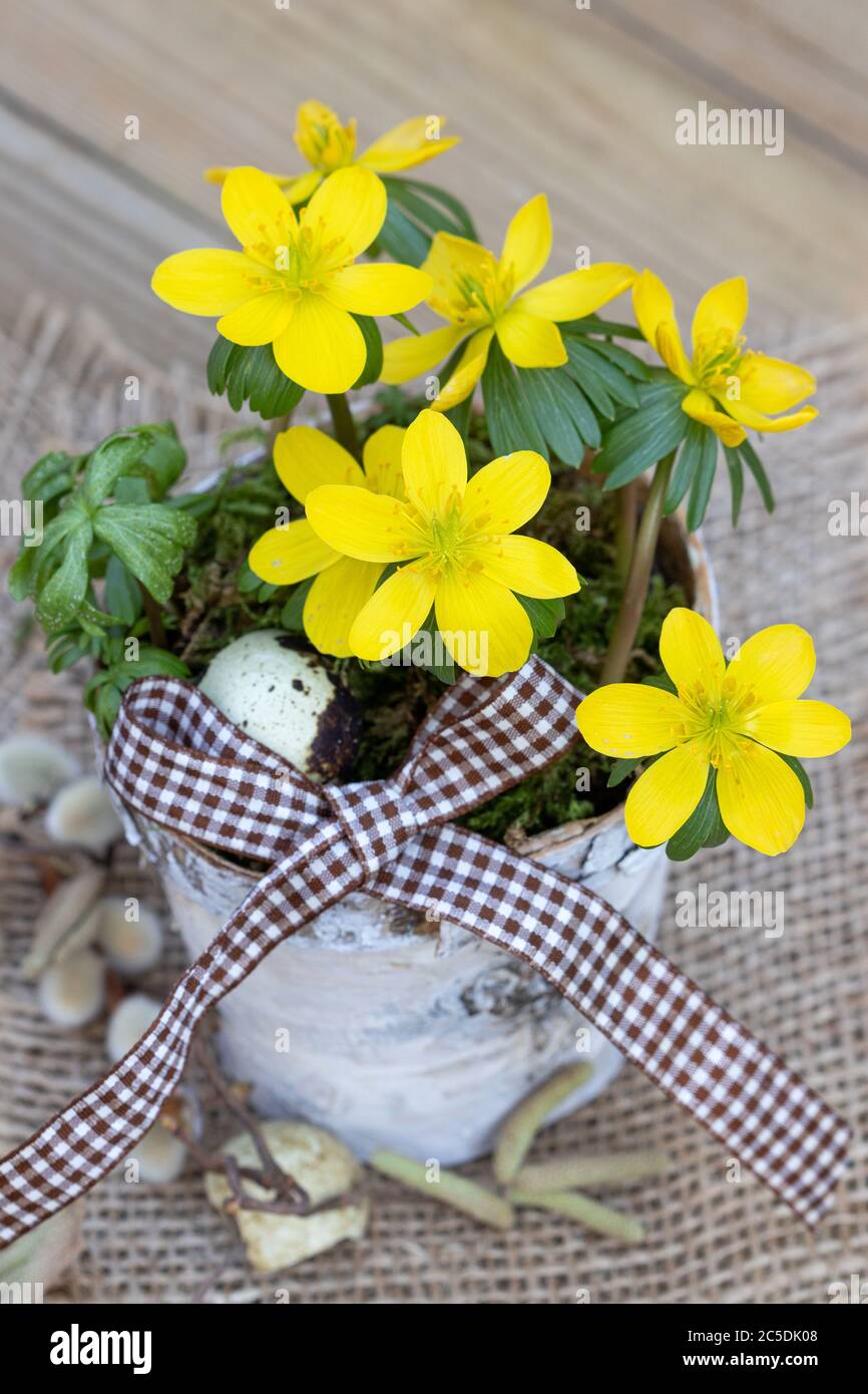 aconite invernale in barbark pot di betulla come decorazione primaverile Foto Stock