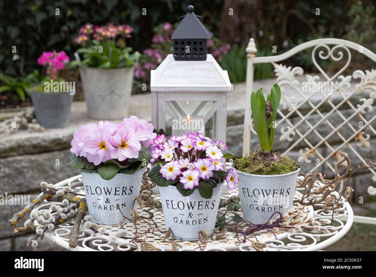 giardino in primavera con primate in viola in vasi vintage e lanterna bianca Foto Stock