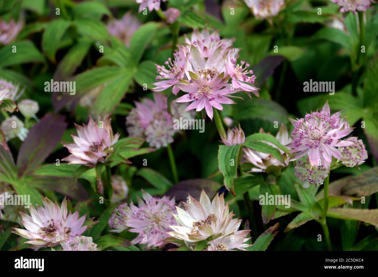 Soft pale-Pink Masterwort Astrantia 'Buckland' fiori coltivati nei confini a RHS Garden Harlow Carr, Harrogate, Yorkshire, Inghilterra, UK. Foto Stock Soft pale-Pink Masterwort Astrantia 'Buckland' fiori coltivati nei confini a RHS Garden Harlow Carr, Harrogate, Yorkshire, Inghilterra, UK. Foto Stock